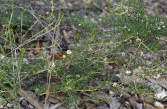 Spyridium eriocephalum