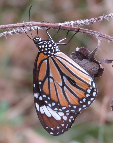 Common Tiger Butterfly
