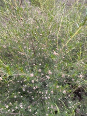 Spyridium eriocephalum