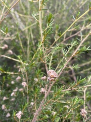 Spyridium eriocephalum