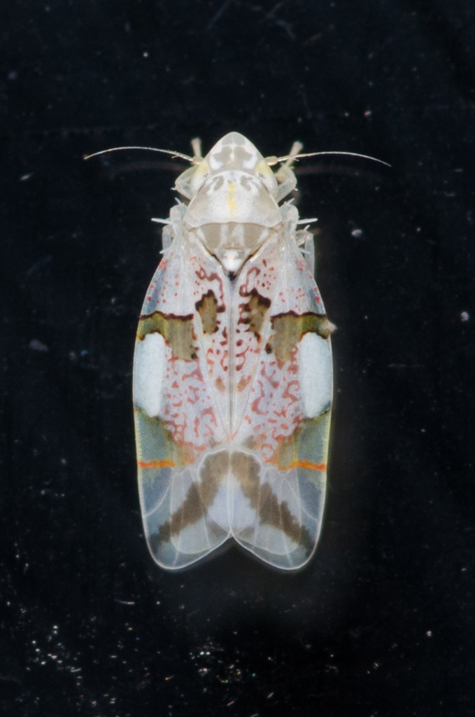 Hymetta trifasciata