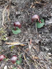 Corybas aconitiflorus