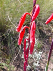 Watsonia aletroides, photograph (c) Brian du Preez, some rights reserved (CC BY-SA)