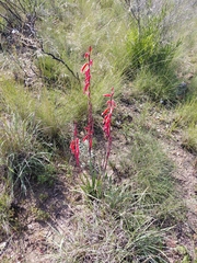 Watsonia aletroides, photograph (c) Brian du Preez, some rights reserved (CC BY-SA)