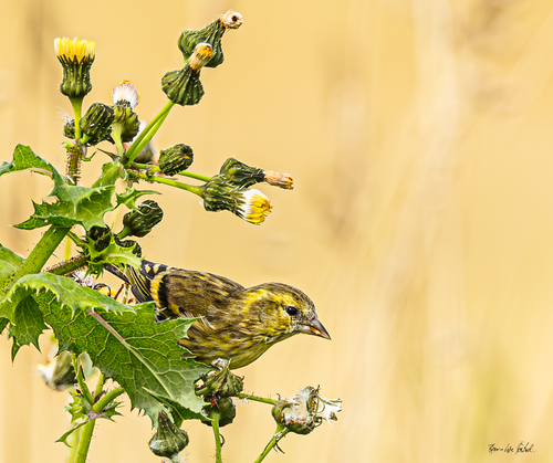 Eurasian Siskin