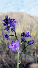 Pasithea caerulea, photograph (c) Víctor Sarabia Sánchez, some rights reserved (CC BY)