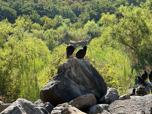 Black Vulture