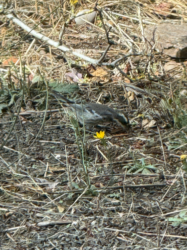 Black-throated Gray Warbler