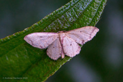 Idaea impexa