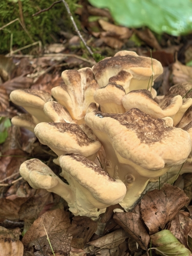 Giant Polypore