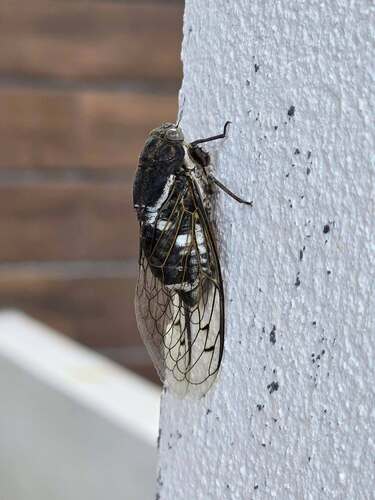 Cacama valvata