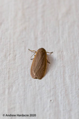 Danielithosia immaculata