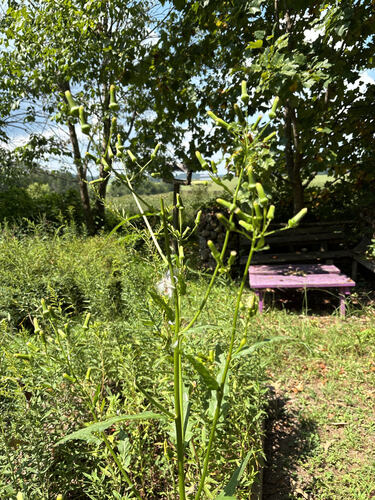 American burnweed