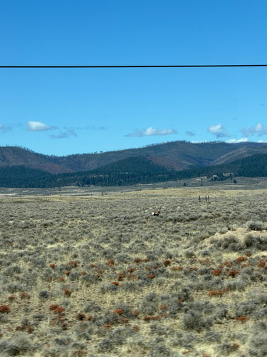 Pronghorn