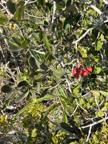 Putterlickia pyracantha, photograph 1