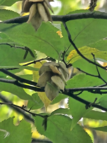 American hophornbeam