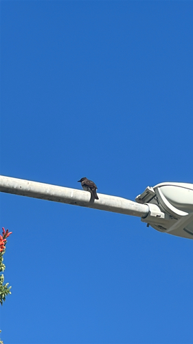 Common Bulbul