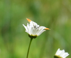 Anthocharis julia flora