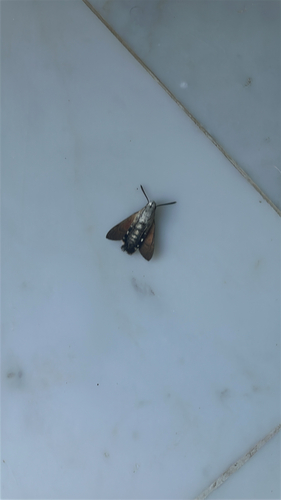 Eurasian Hummingbird Hawkmoth