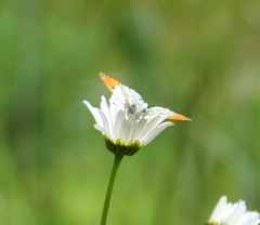 Anthocharis julia flora