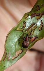 Attelabinae
