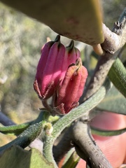 Microloma sagittatum, photograph (c) chrisdt, some rights reserved (CC BY)
