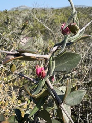Microloma sagittatum, photograph (c) chrisdt, some rights reserved (CC BY)