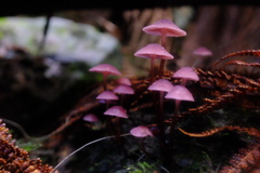 Mycena kurramulla