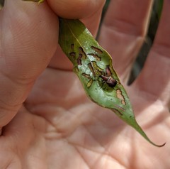Attelabinae