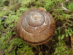 Helminthoglypta arrosa