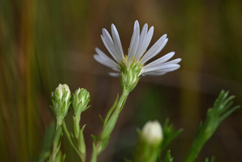 Symphyotrichum boreale, photograph 5