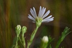 Symphyotrichum boreale, photograph (c) Anders Hastings, some rights reserved (CC BY)
