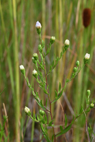 Symphyotrichum boreale, photograph 6