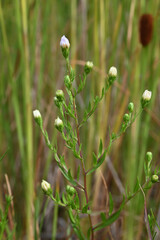 Symphyotrichum boreale, photograph (c) Anders Hastings, some rights reserved (CC BY)