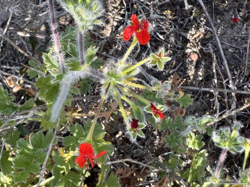 Pelargonium fulgidum, photograph 3