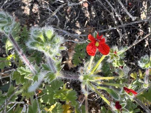 Pelargonium fulgidum, photograph 4