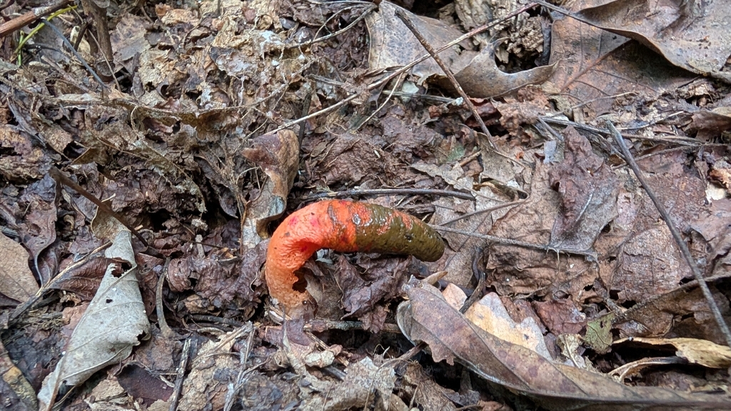 devil's dipstick · September 2026 · photo: Photo: (c) Erin Lalime, some rights reserved (CC BY) · iNaturalist