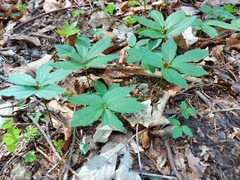 Cardamine glanduligera