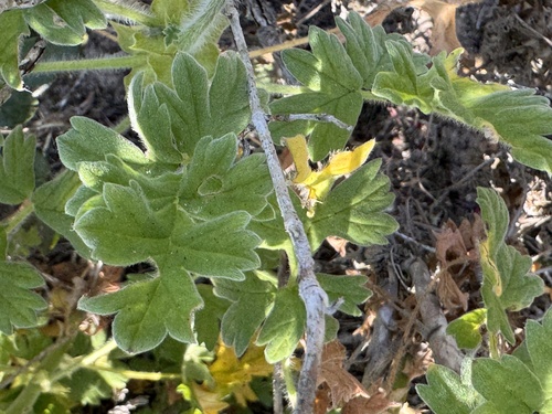 Pelargonium fulgidum, photograph 5