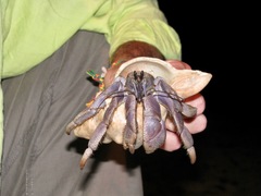 Coenobita violascens