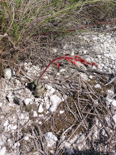 Gasteria carinata