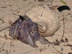 Coenobita violascens