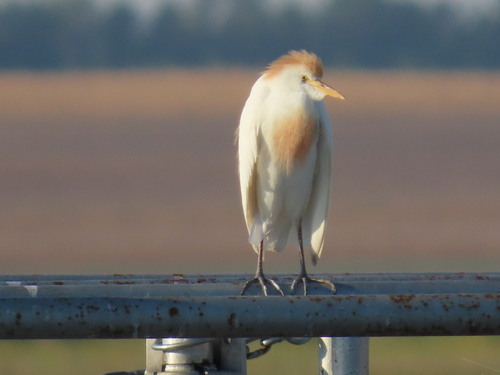 Western Cattle-Egret