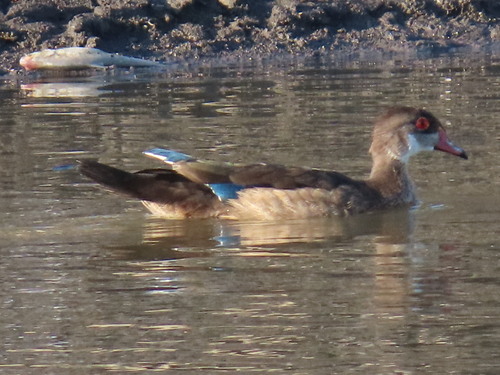Wood Duck