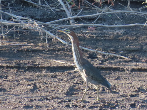 Green Heron
