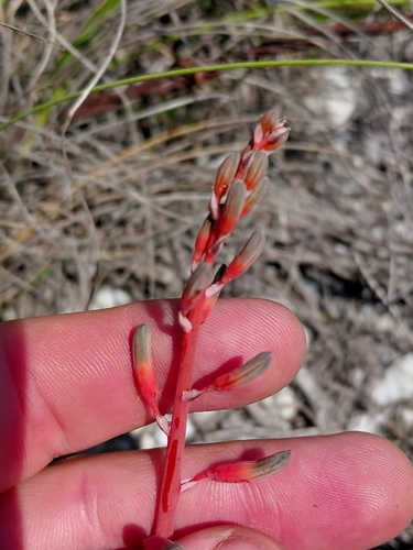 Gasteria carinata