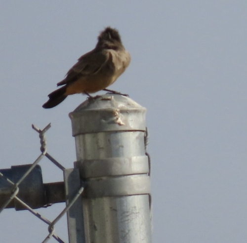 Say's Phoebe