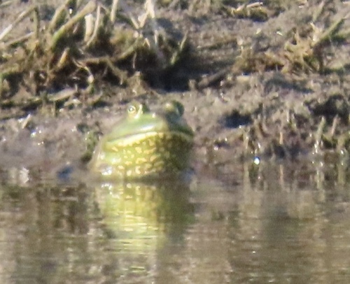 American Bullfrog
