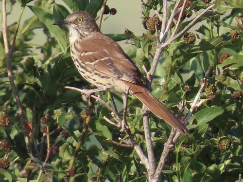 Brown Thrasher