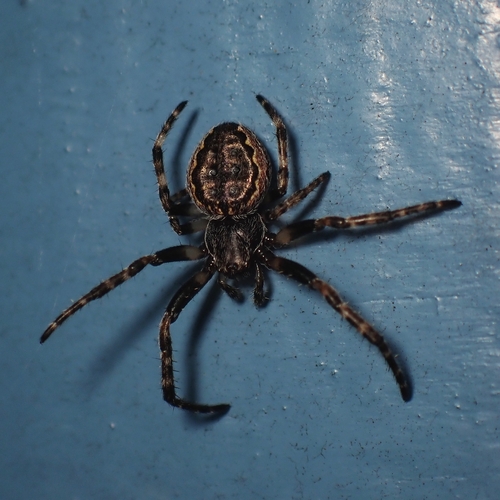 Walnut Orbweaver